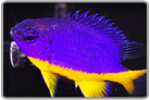 Kupang Damselfish